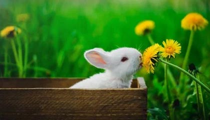 探索Kaiyun的无限可能，让生活更轻松